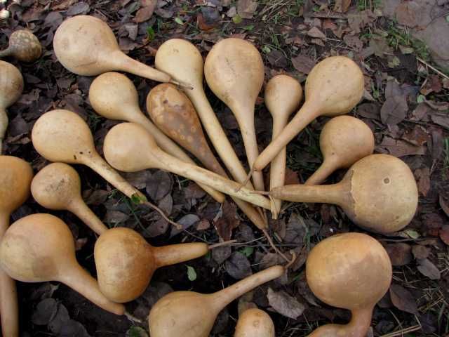 Тыква декоративная, лагенария.