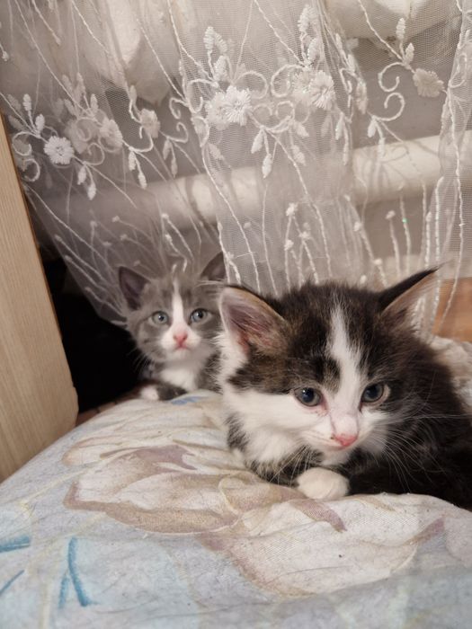 Отдам котят за шоколадку