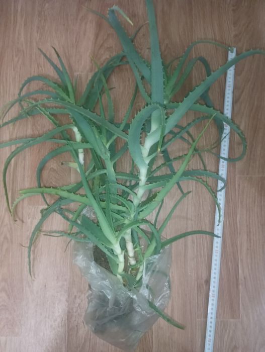 Алоэ  столетник,  лечебный.