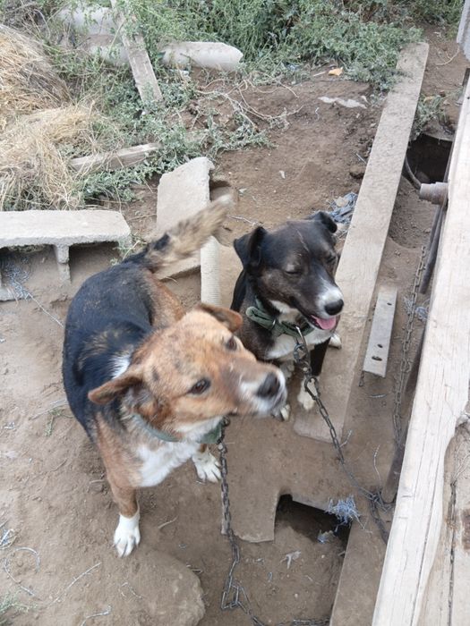 Собаки бесплатно в хорошие руки