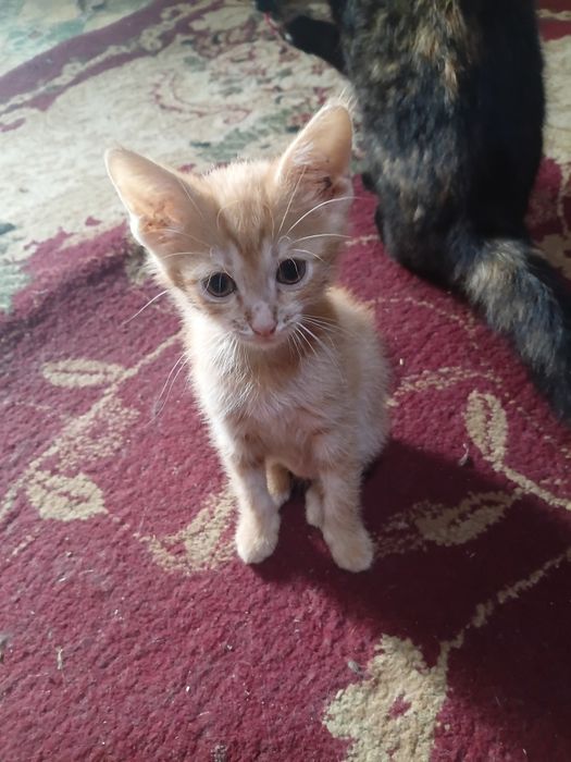 Котята бесплатно.