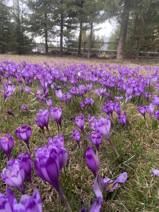 Cabana Luncile Prigoanei
