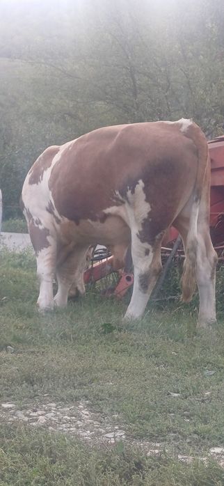 Vând taur bălțat