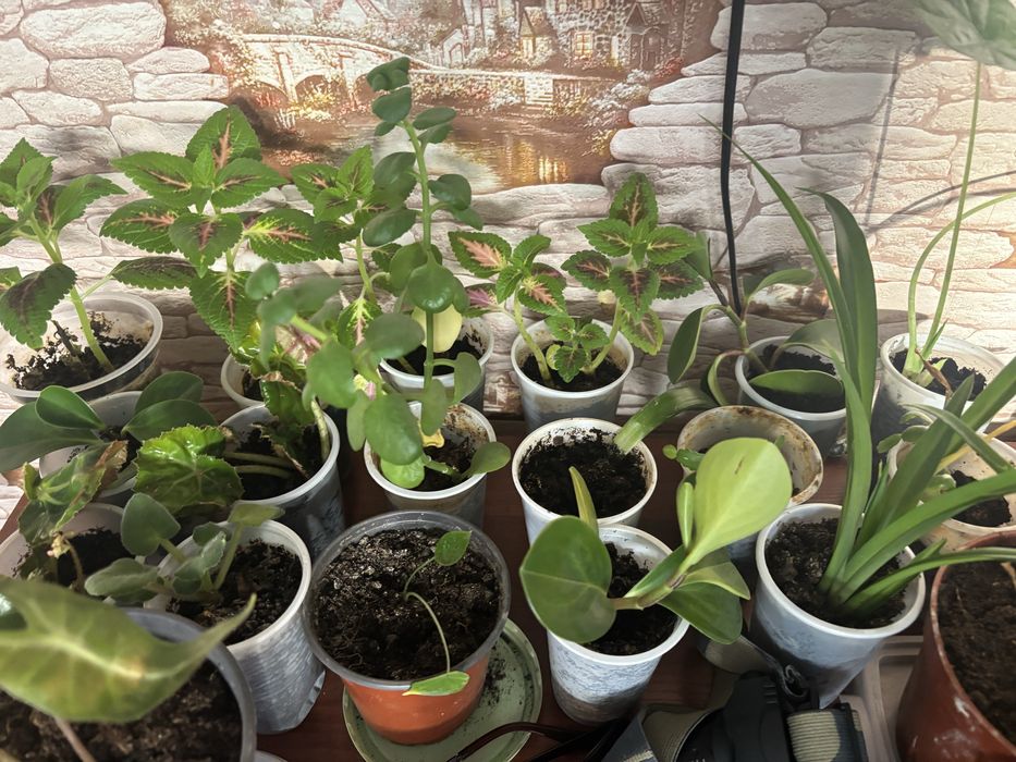 Цветы комнатные