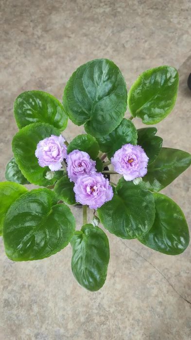 Продам сортовые фиалки