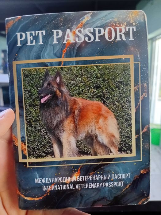 Афчарка российская с двое продаю чёрный жёлтый