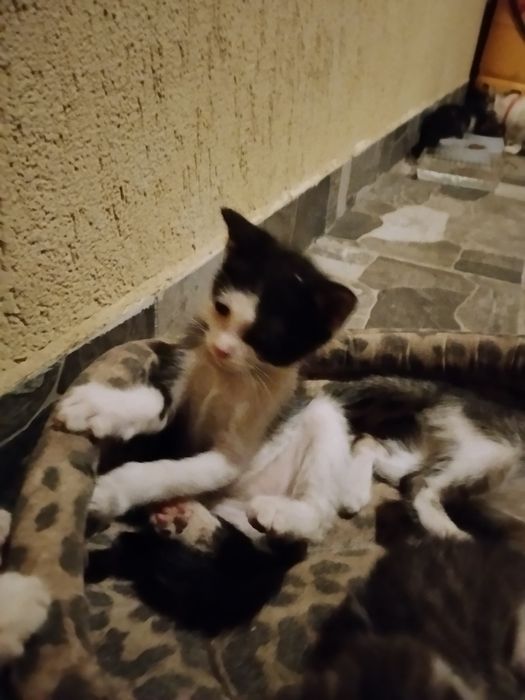 Pui de pisica adopție