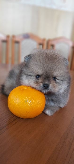 Шпицы мальчики и девочки