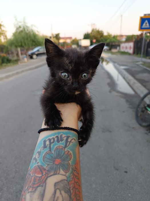 Donez pisoiași, 2 fetițe.