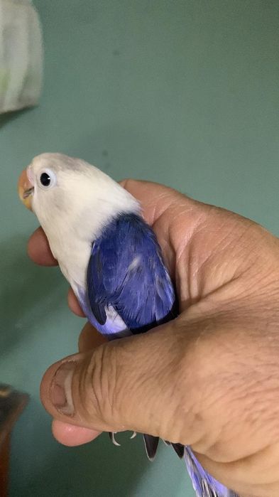 Попугаи разных видов