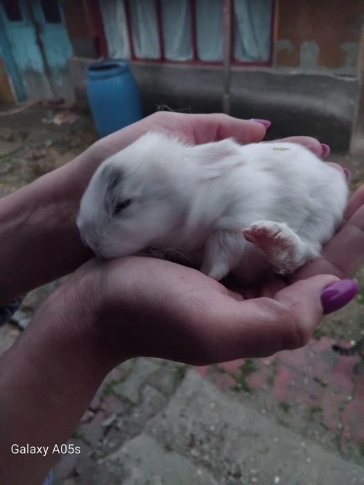 Iepurași de vanzare