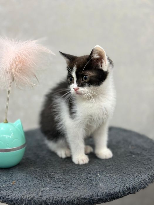 Шотландский прямоухий