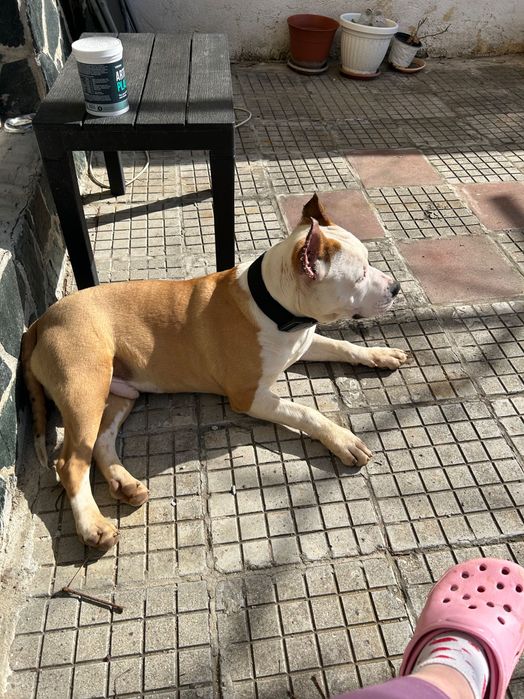 Подарява се мъжко куче – Амстаф