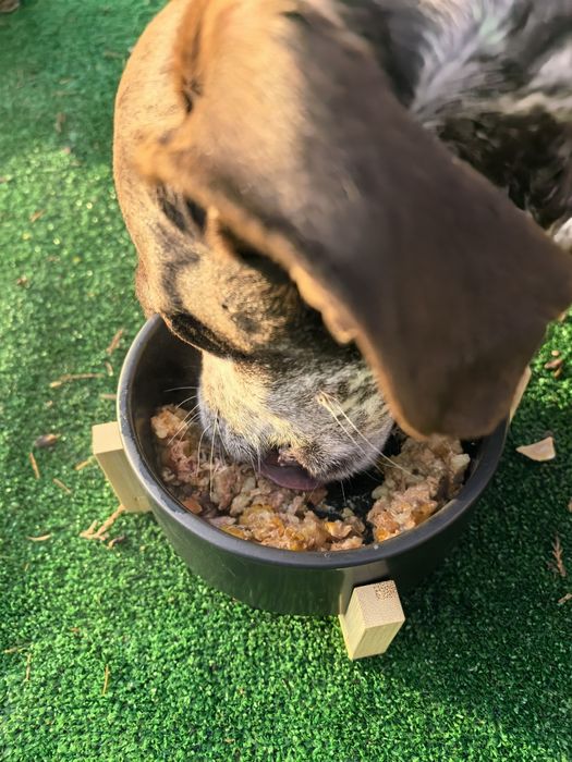 Домашна храна за вашето куче