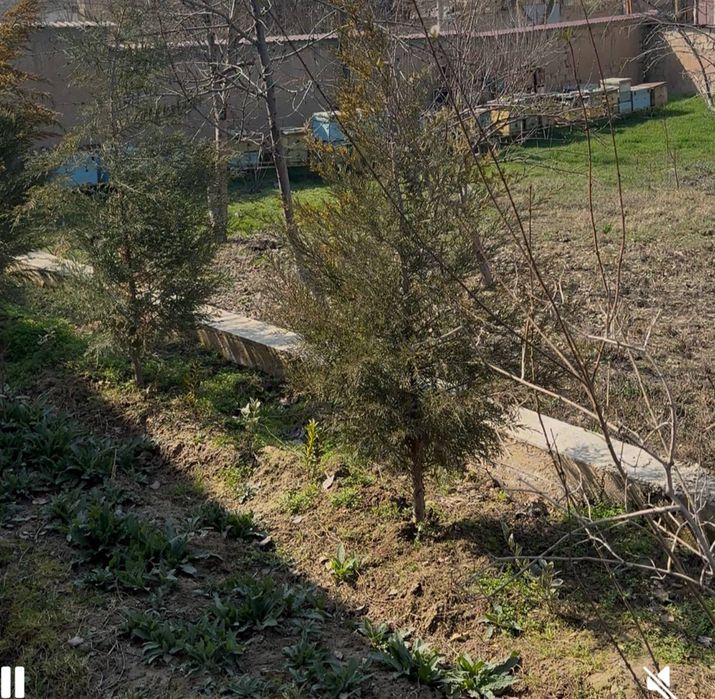 Юнусобод Чинобод Санатория оркаси , ФАСАД 10 м 3 сотих