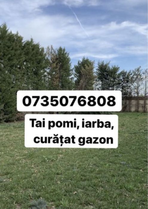 Tai iarba, toalete, defrisez pomi inalti.