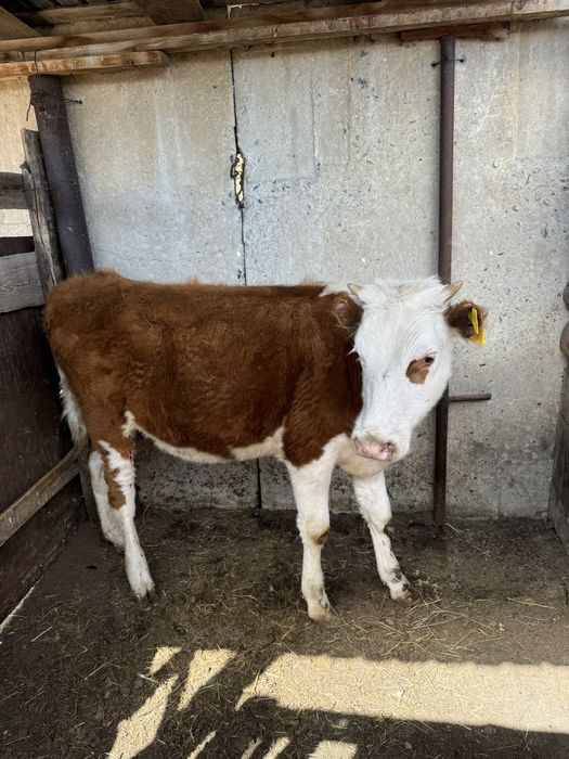 Продам жирных телок с откорма