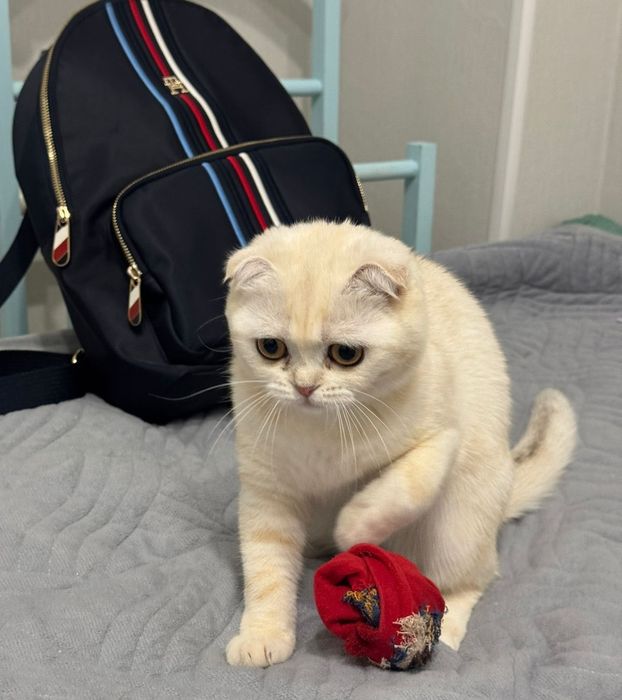 Кошечка шотландская шиншилла  1.5 года