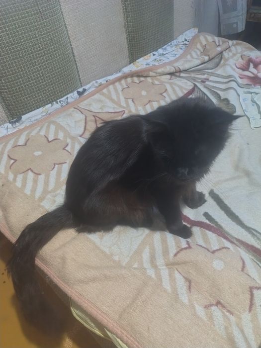 Продам кота мейнкун полидакт
