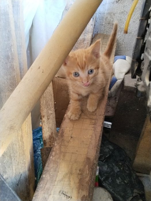 Котята котёнок мысык