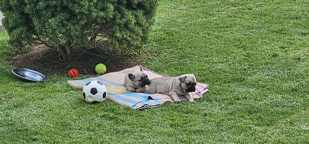 Френски булдог / френски булдочета