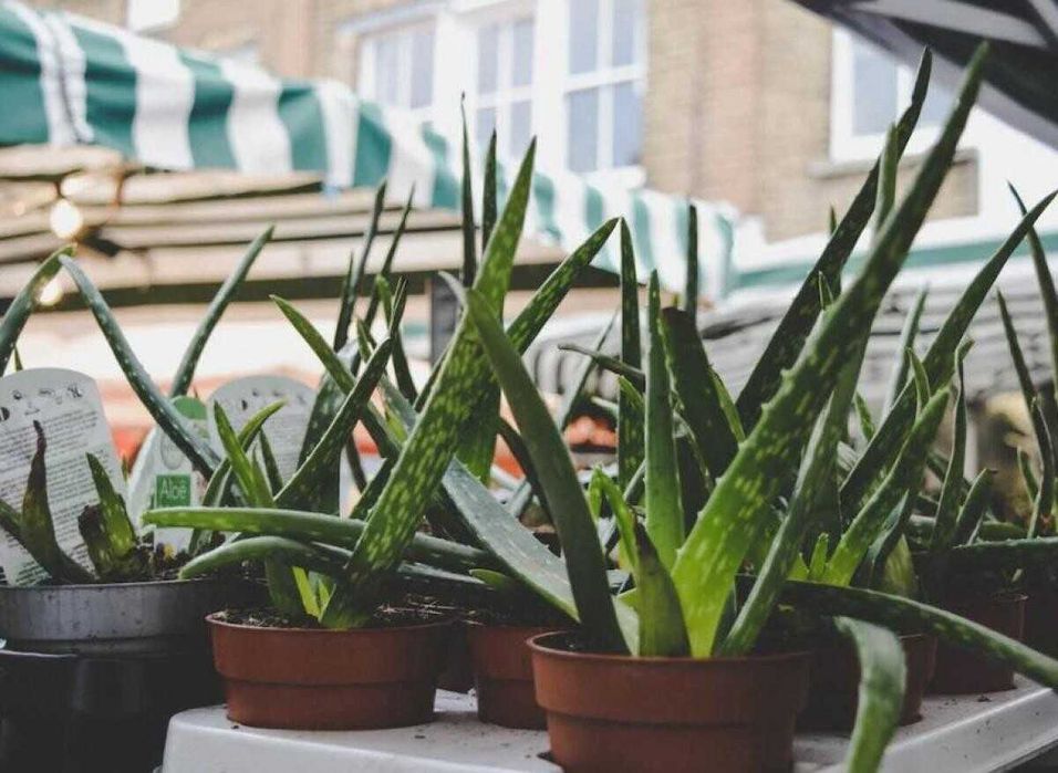 Vând plante de Aloe Vera