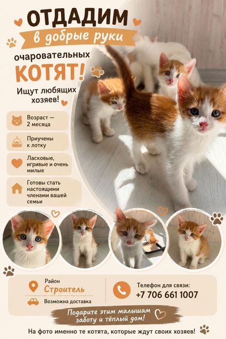 Котенок  отдам хороших рук