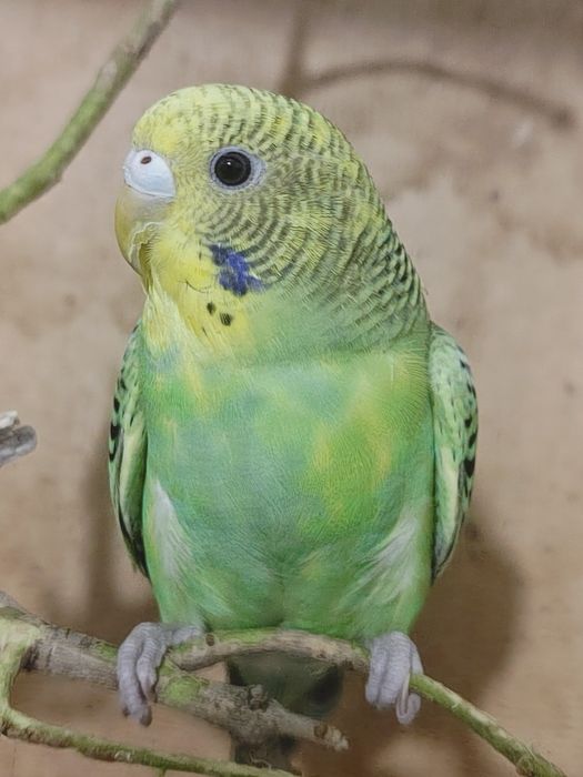 Продам попугай 2 зеленых