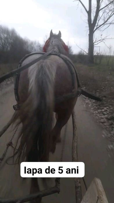 Vând iapa de 5 ani garantat