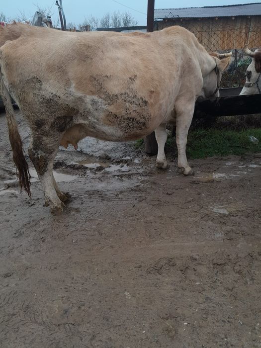 Vand vaca gestanta an 8 luni
