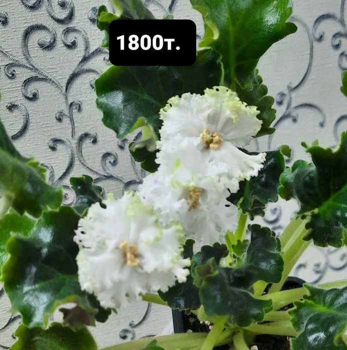 Продам цветущие фиалки