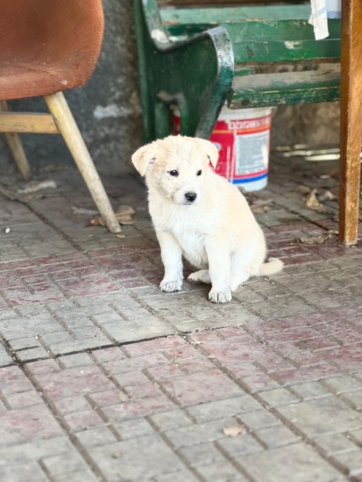 Отдам щенков  в хорошие  руки