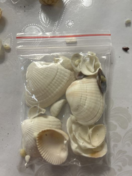 Продам ракушки морские