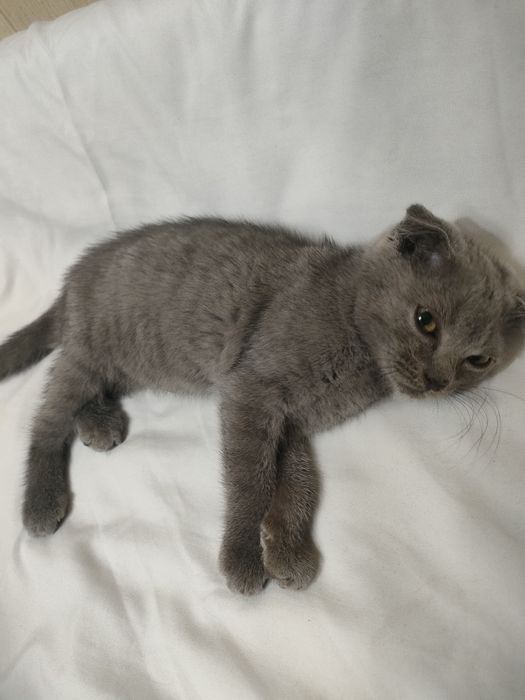 Продам котёнка Шотландская