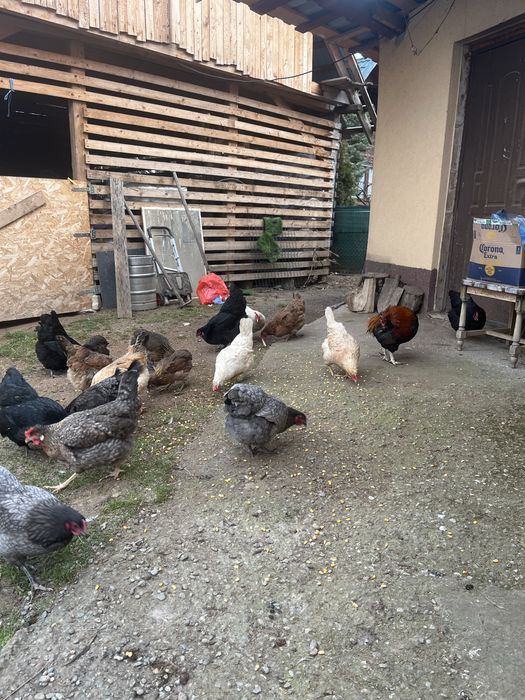 Vand oua curcubeu pentru incubat