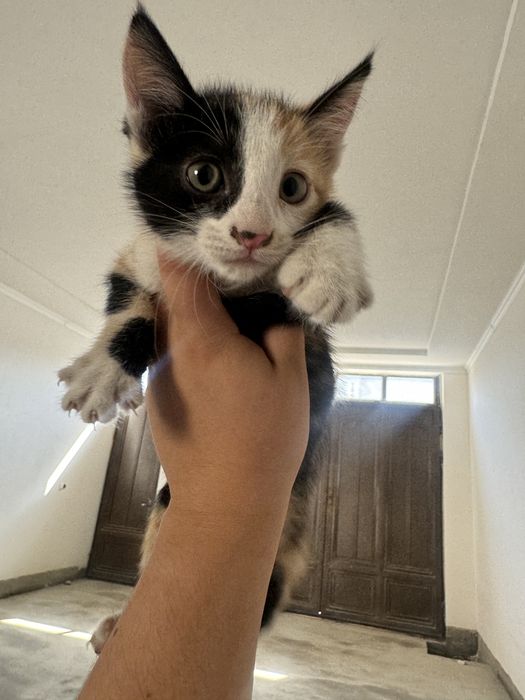 Маленькие, миленькие котенки, 1,5 месячные