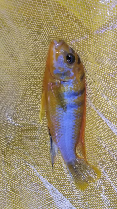 Рибки Африкански цихлиди