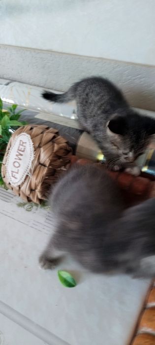 Mushuk bollari kimga kerak ue mushugi soglom va tozza xadiy qilaman