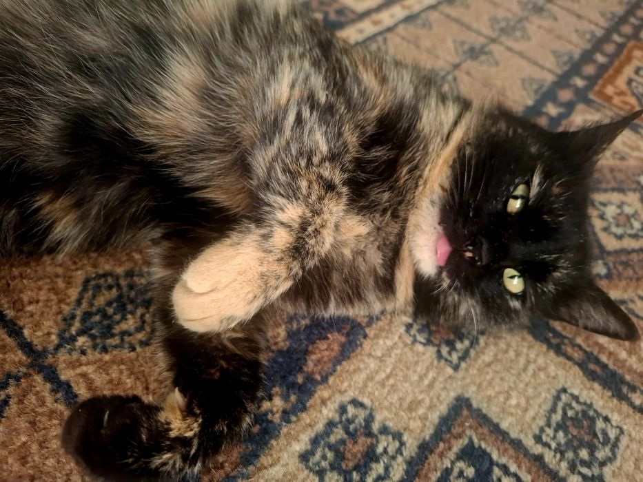 Беременная Мадам толька в добрые руки