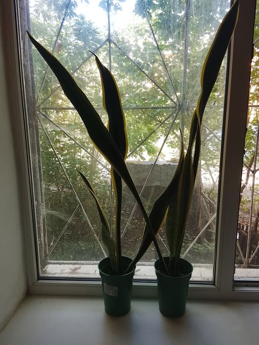 Сансевиерия(тёщин язык)