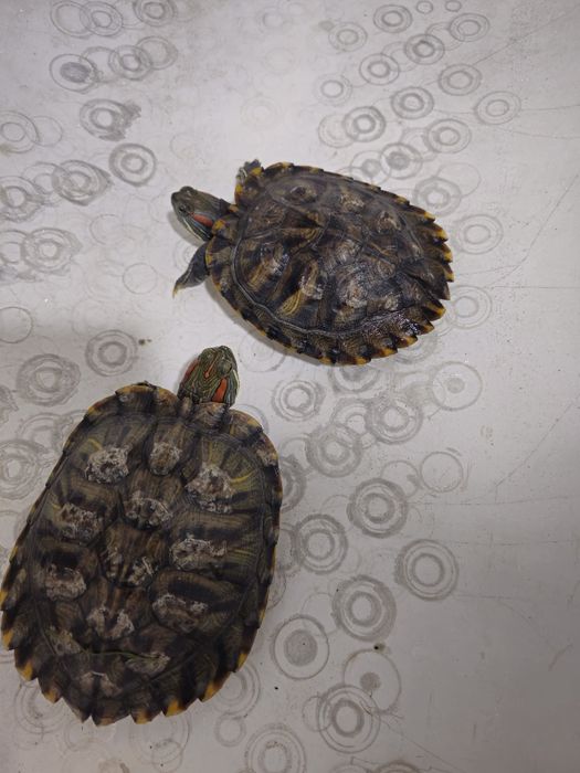 Suv toshbaqasi qizil quloq sotiladi 2 dona  500.000mingdan donasi