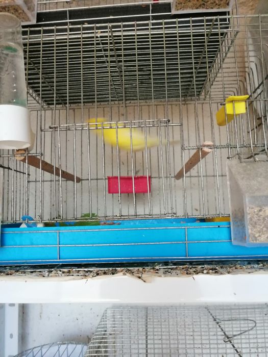 Продавам канари от 25год