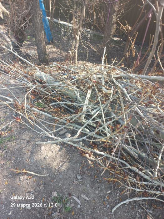 Дрова, пень самовывоз