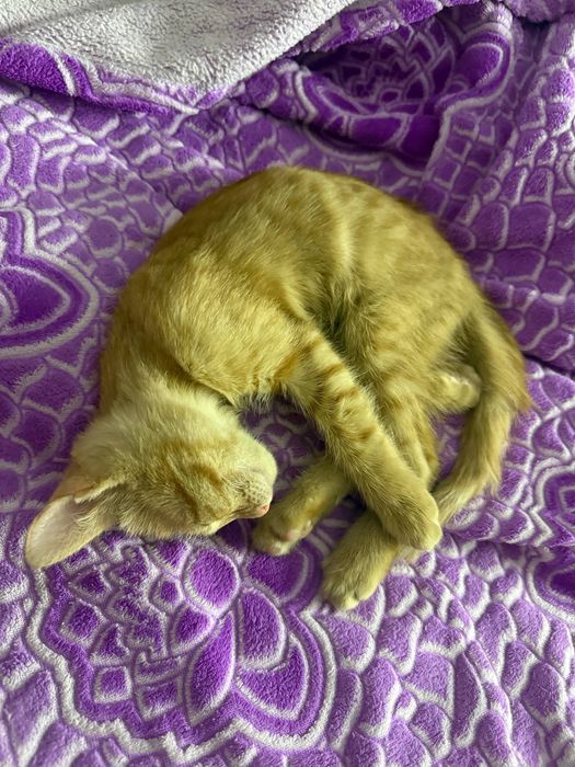 Котенок 2 месяца
