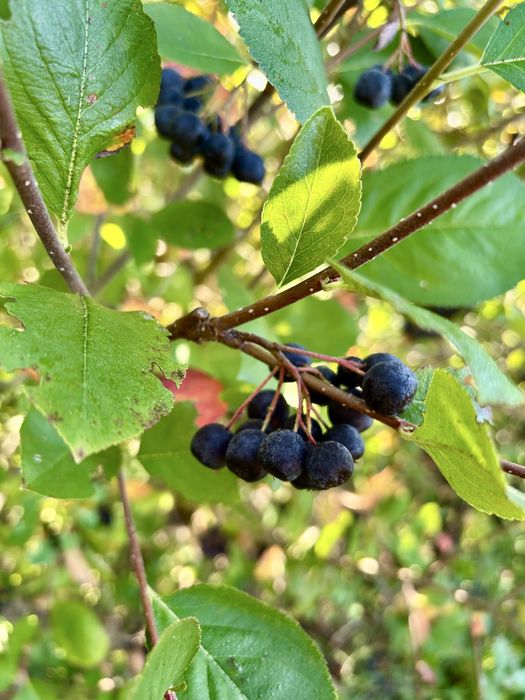 Suc de ARONIA 100% Natural