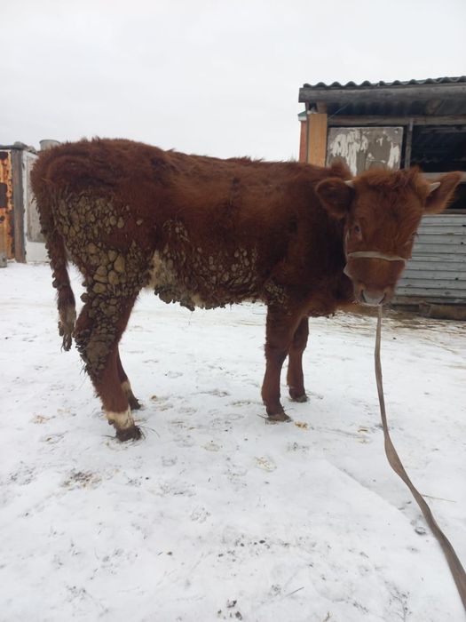 Продам тёлка 320тыс.