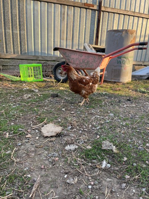 Ломан браун 11 месяцев