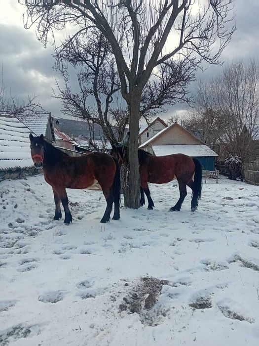 Iapa cu mănz de vânzare