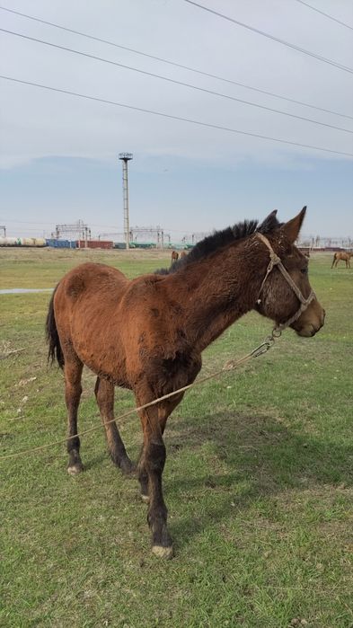 Тайлар сатылады тез арада