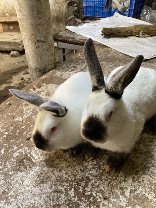 Кролики породы-калифорния